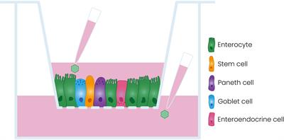 Parechovirus A Infection of the Intestinal Epithelium: Differences Between Genotypes A1 and A3